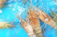 藍海釣蝦場